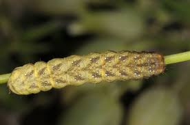 Attēlu rezultāti vaicājumam “Hadena rivularis”