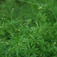 Image result for Galium aparine