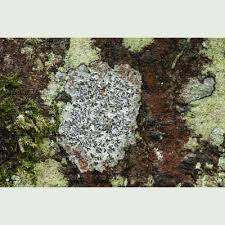 Attēlu rezultāti vaicājumam “Graphis scripta”