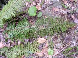 Attēlu rezultāti vaicājumam “Polystichum aculeatum”