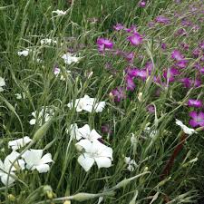 Image result for Agrostemma githago