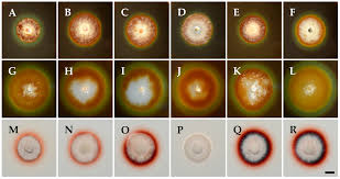 Attēlu rezultāti vaicājumam “Diderma subviridifuscum var. macrospora* young”