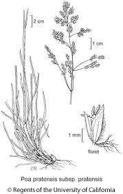 Attēlu rezultāti vaicājumam “Poa pratensis fruit”