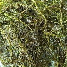 Attēlu rezultāti vaicājumam “Chara globularis”