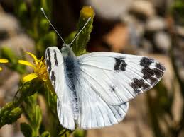 Attēlu rezultāti vaicājumam “Pontia edusa”