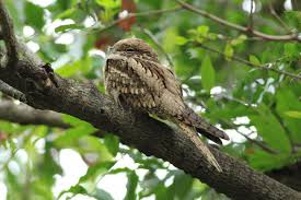 Attēlu rezultāti vaicājumam “Caprimulgus europaeus”