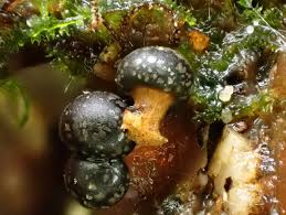 Attēlu rezultāti vaicājumam “Diderma tigrinum macro”