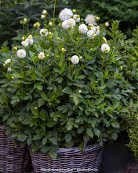 Image result for Dahlia `Snowflake`