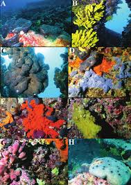 Attēlu rezultāti vaicājumam “Spongia”