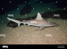 Image result for Carcharhinus plumbeus