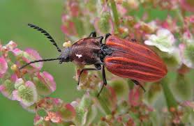 Attēlu rezultāti vaicājumam “Anostirus castaneus”