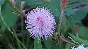 Image result for pohon semalu images