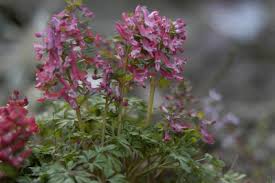 Attēlu rezultāti vaicājumam “Corydalis solida leaf”