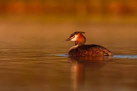 Attēlu rezultāti vaicājumam “Podiceps cristatus”