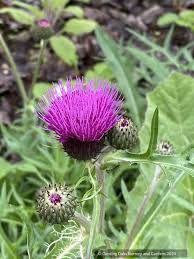 Attēlu rezultāti vaicājumam “Cirsium x rigens flower”