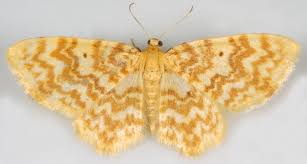 Attēlu rezultāti vaicājumam “Hydrelia flammeolaria”