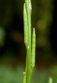 Attēlu rezultāti vaicājumam “Sisymbrium volgense leaf”