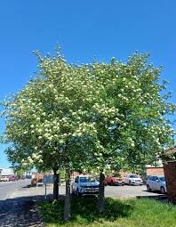 Attēlu rezultāti vaicājumam “Sorbus intermedia”