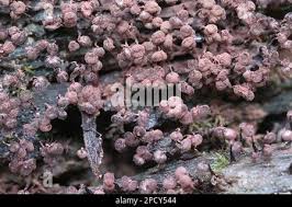 Attēlu rezultāti vaicājumam “Cribraria costata spores”