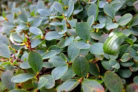 Attēlu rezultāti vaicājumam “Vaccinium uliginosum leaf”