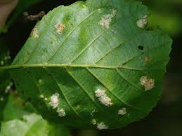 Attēlu rezultāti vaicājumam “Eriophyes padi”