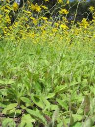 Attēlu rezultāti vaicājumam “Hieracium”