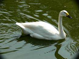 Attēlu rezultāti vaicājumam “Cygnus columbianus”