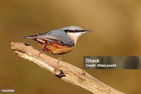 Attēlu rezultāti vaicājumam “Sitta europaea”