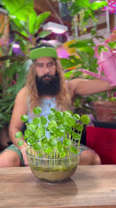 Attēlu rezultāti vaicājumam “Hydrocotyle vulgaris bud”