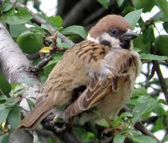 Image result for Passer montanus