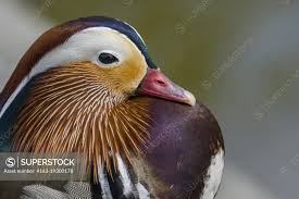 Attēlu rezultāti vaicājumam “Aix galericulata male”