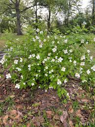 Attēlu rezultāti vaicājumam “Philadelphus coronarius”