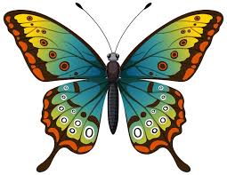 Image result for papillon