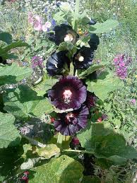 Image result for Alcea rosea nigra