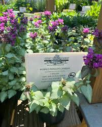 Attēlu rezultāti vaicājumam “Lamium maculatum leaf”