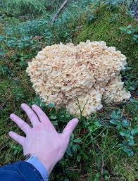 Attēlu rezultāti vaicājumam “Diderma montanum var. album”