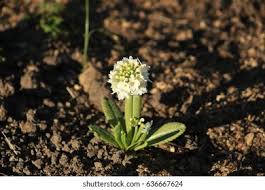 Attēlu rezultāti vaicājumam “Petasites spurius flower”