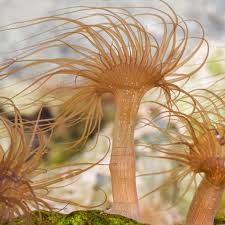 Attēlu rezultāti vaicājumam “Anogcodes melanurus”