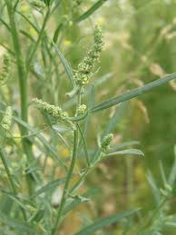 Attēlu rezultāti vaicājumam “Atriplex littoralis leaf”