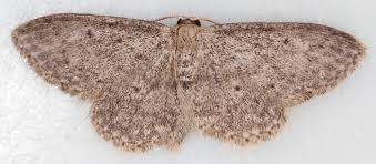 Attēlu rezultāti vaicājumam “Idaea seriata”
