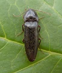 Attēlu rezultāti vaicājumam “Hemicrepidius sp.”