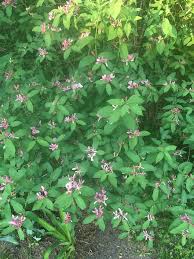 Attēlu rezultāti vaicājumam “Lonicera tatarica leaf”