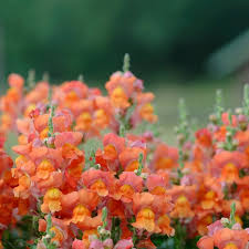 Image result for Antirrhinum majus