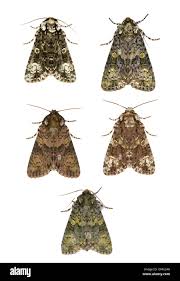 Attēlu rezultāti vaicājumam “Craniophora ligustri”