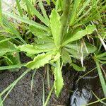 Attēlu rezultāti vaicājumam “Primula farinosa leaf”