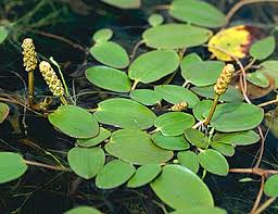 Attēlu rezultāti vaicājumam “Potamogetonaceae”