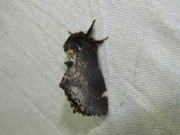 Attēlu rezultāti vaicājumam “Odontosia carmelita”