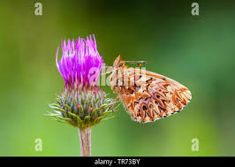Attēlu rezultāti vaicājumam “Boloria titania”