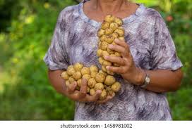 Image result for Lansongammon