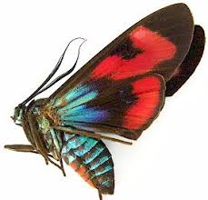 Attēlu rezultāti vaicājumam “Arctiidae”